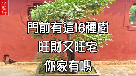 門前風水樹|5種門前樹風水禁忌要注意